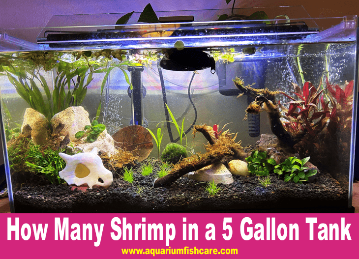 How Many Shrimp in a 5 Gallon Tank