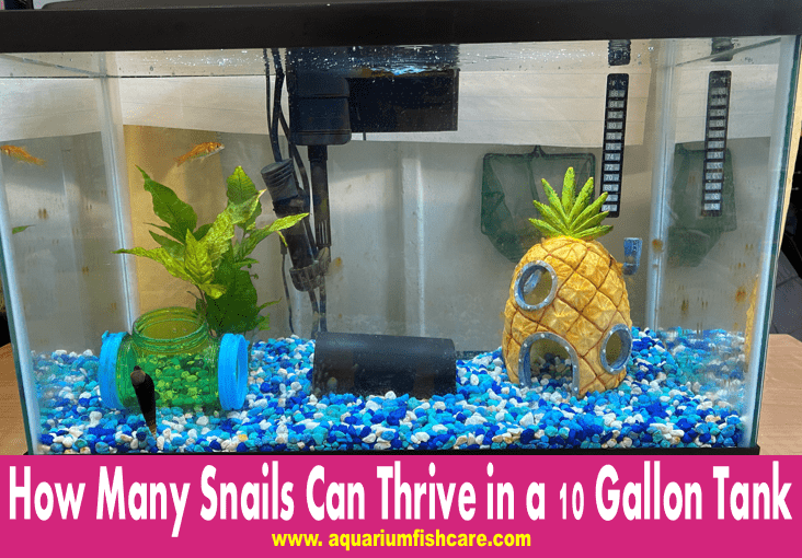 How Many Snails Can Thrive in a 10 Gallon Tank