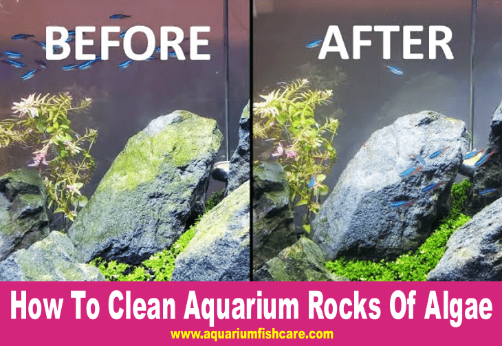 How To Clean Aquarium Rocks Of Algae