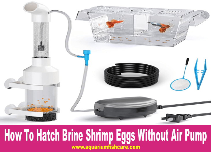 How To Hatch Brine Shrimp Eggs Without Air Pump