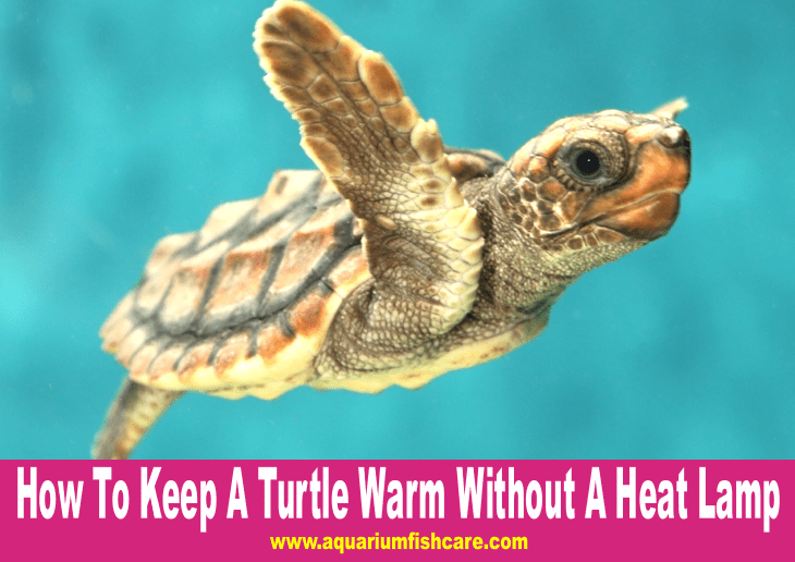 How To Keep A Turtle Warm Without A Heat Lamp