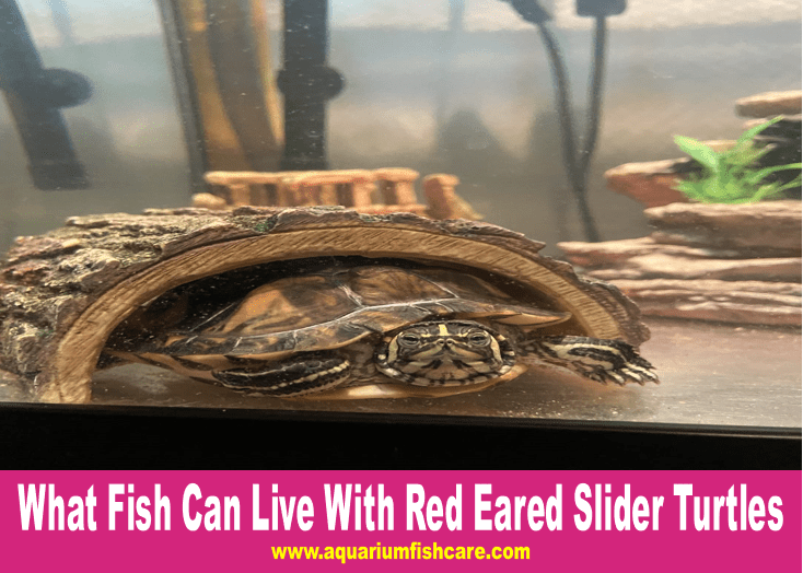 What Fish Can Live With Red Eared Slider Turtles