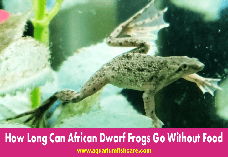 How Long Can African Dwarf Frogs Go Without Food