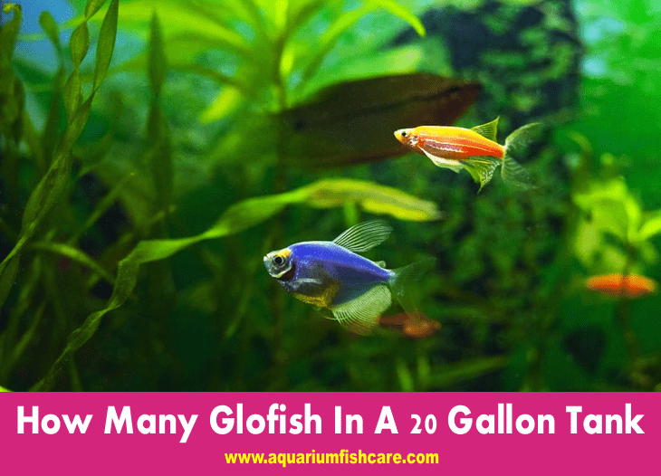 How Many Glofish In A 20 Gallon Tank