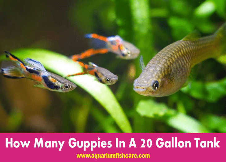 How Many Guppies In A 20 Gallon Tank