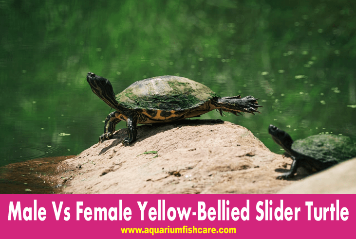 Male Vs Female Yellow-Bellied Slider Turtle